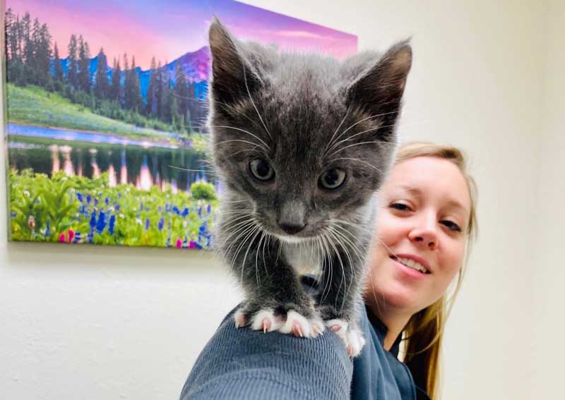 Carousel Slide 6: Cat veterinarians