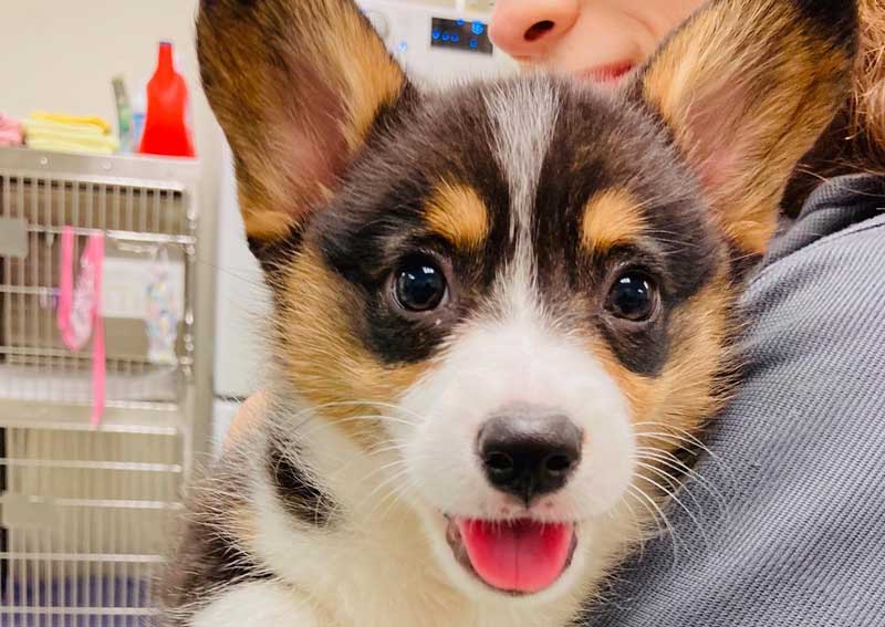 Carousel Slide 5: Dog veterinary exams